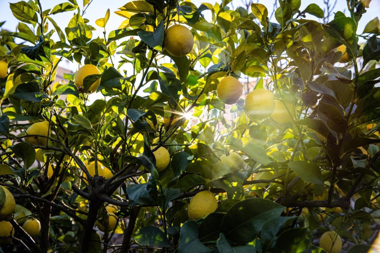 The Lemon Tree Lägenhet Vilaflor Exteriör bild