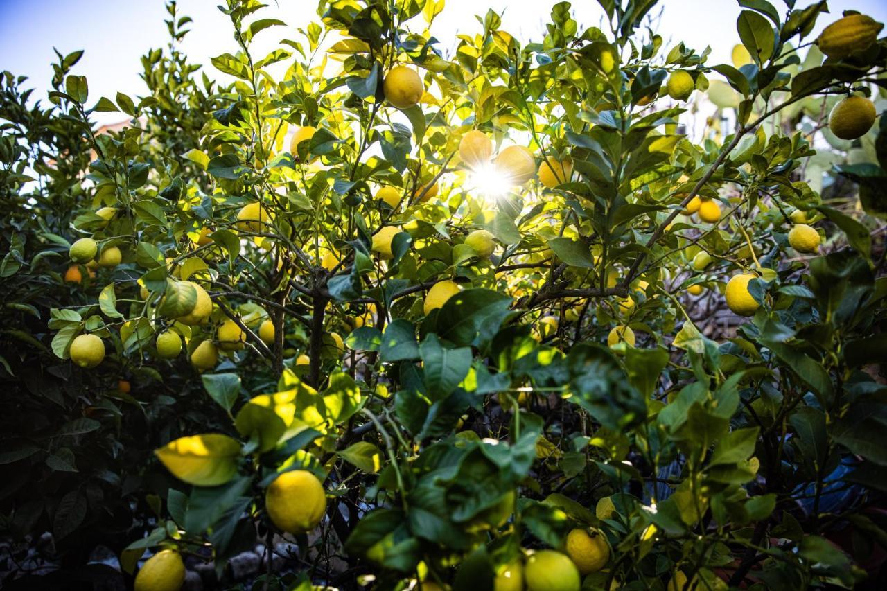 The Lemon Tree Lägenhet Vilaflor Exteriör bild